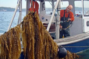 Sugar kelp being harvested, strings of kelp being pulled from water.
