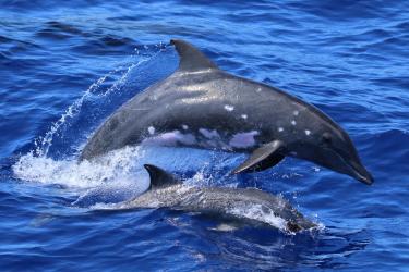 A rough-toothed dolphin leaps out of the water as another breaks the surface. 