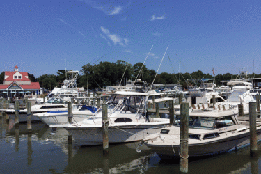 3264x2448_MRIP-KentMarina1.gif