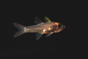 Microscopic image of a juvenile cardinalfish on a black background. 