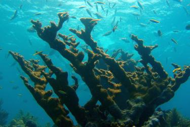 3702x2304_Elkhorn_coral.jpg