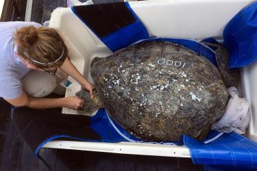 Dr. Camryn Allen tags a sea turtle in a holding tub. 