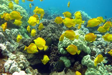 A school of yellow tangs swim over a coral reef. 
