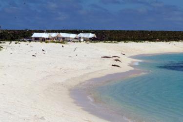Reserach tents along the shoreline at Laysan, monk seals lay in the sand next to the water. 