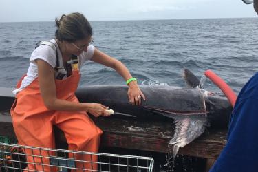 Holly McBride dissecting a swordfish at sea