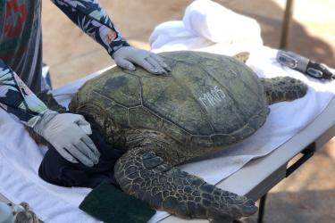 A green sea turtle lays on a table, towel being held over its eye by a researcher, number visible on its shell. 