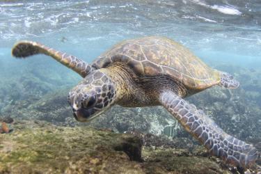 Green sea turtle foraging in the shallow waters off Kona, Hawai‘I Island.