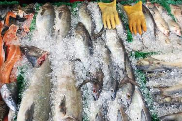 4608x3456-eastcoast-fish-market-AQ.jpg