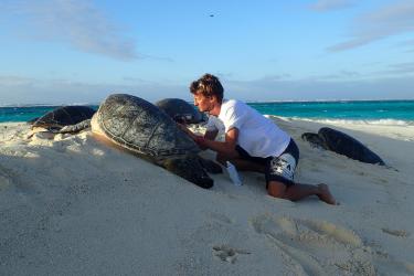Man sits on beach next to basking turtles, marking their shells with paint. 