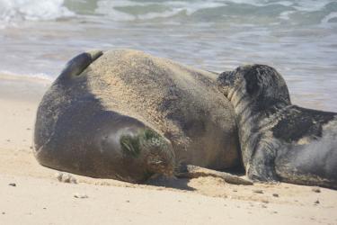 A Hawaiian monk seal mother and pup sleep on the beach. 