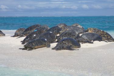 Basking turtles stacked in a pile on a white sand bar. 