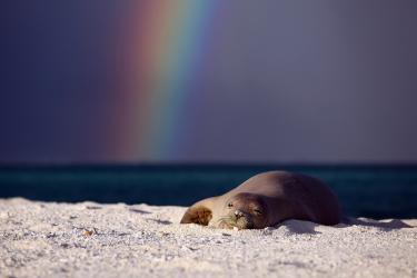 4942x3296-NWHI-Hawaiian-Monk-Seal.jpg