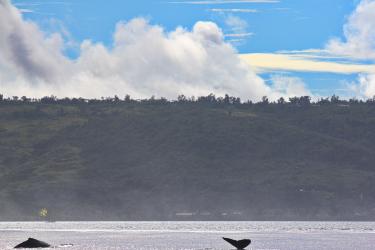 5024x3348_Humpback_whales_Saipan_Hill.jpg