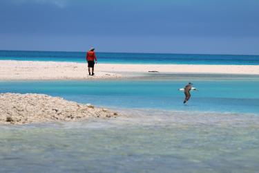 A man walks sand flats while a brown booby flies low nearby over the shallow blue water. 
