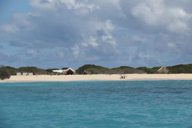 View from the water, looking at a sandy shore with shoreline foliage and field camp tents. Hundreds of birds fly over the camp. 
