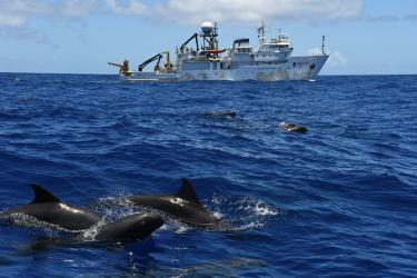 Melon headed whales surface in the foreground, the NOAA ship Sette in the background. 