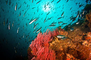 560x373-CCE-Fish-SWFSC.png