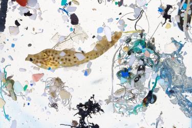 Microscopic larval fish floating amongst hundreds of microplastics. 