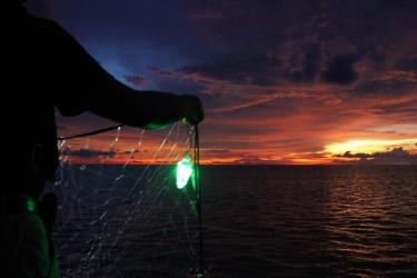 5. LED lights in nets edit.jpg