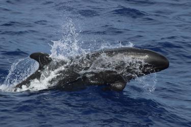 False killer whale leaping out of the water, head, blowhole, and dorsal fin visible. 