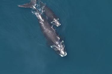600x400_ChristinKhan_RightWhaleMomCalf_GARFO.jpg