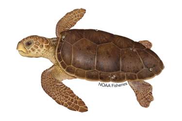 640x427-loggerhead-turtle.png