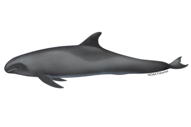 Side profile illustration of a melon headed whale
