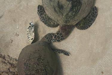 Two Hawaiian hawksbills interacting on beach.