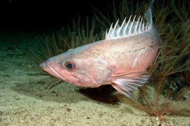 650x488-Bocaccio-ROV-SWFSC.jpg