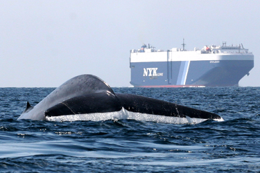 720x411-News-Whale-SWFSC.png