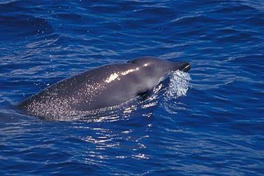 Gervais beaked whale at the surface. 