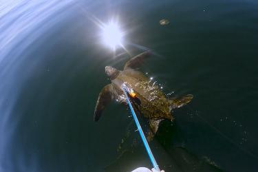 750x500-2018_LeatherbackResearch7.jpg