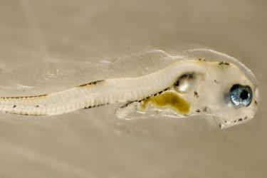 Close view of a pollock larvae 