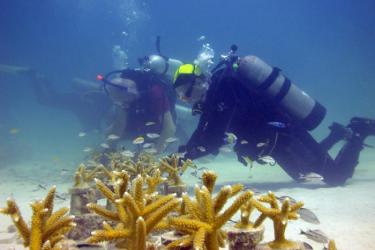 750x500-cleaning-corals.jpg