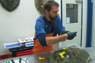 A scientist examining a sea turtle in the lab