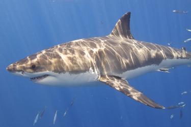 750x500-great-white-shark-Elias Levy-CC-by-2.0.jpg