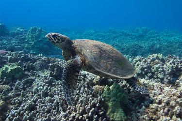 A Hawaiian hawksbill turtle swims underwater.