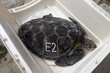 A hawksbill turtle with the white marking E2 on its shell, rests in a transport crate with the lid off. 