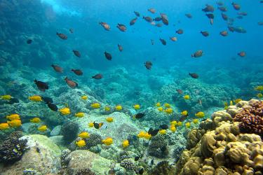 Schools of surgeonfish swim over a healthy coral reef. 
