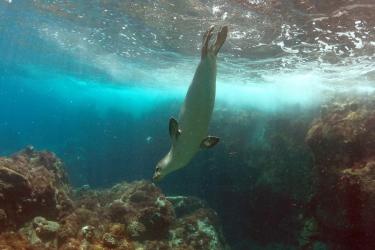 A Hawaiian monk seal dives beneath the ocean surface among various coral.