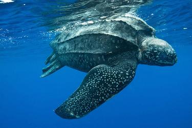 750x500-leatherback-sea-turtle.jpg