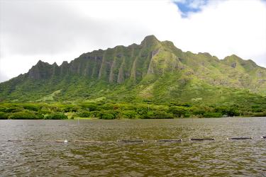Oyster baskets float in the Moli'i fishpond with the a lush green mountainside in the background.