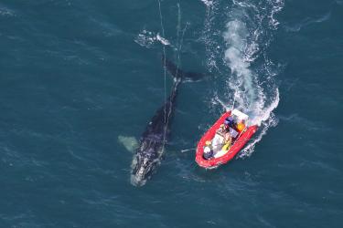 750x500-right-whale-disentanglement-ecohealth-alliance.jpg