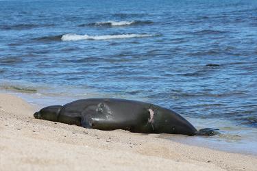750x500-rk30-resting-on-the-beach-NOAA-PIFSC.jpg