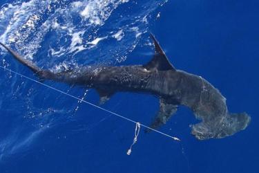 750x500-scalloped-hammerhead.jpg
