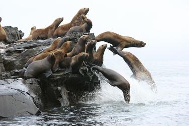 750x500-sea-lions-AFSC.jpg