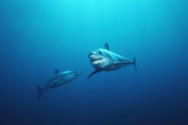 sharks swimming under the water