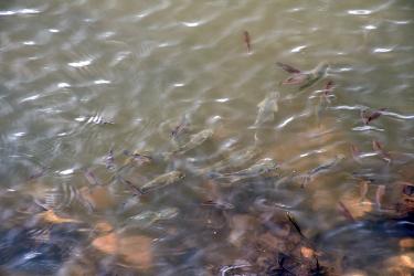 A school of swimming mullets.