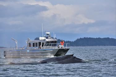 750x500 AKR JNU Humpbacks BBaker_0.jpg