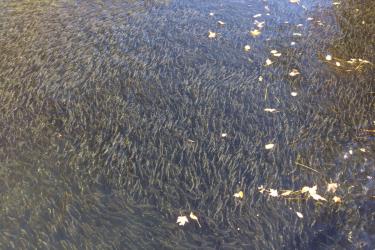 750x500_Alewives-near-Sebasticook_NOAAa.jpg
